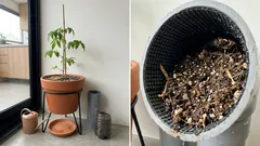 O tomateiro da varanda: o que faz dar certo em vaso, garrafa PET ou cano de PVC