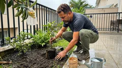 Nêspera no quintal: como escolher a muda certa, acertar o plantio e colher frutos mais bonitos