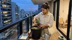 Pimentão em vaso: os detalhes que fazem a muda pegar e frutificar em poucos meses