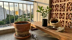 Pé de tangerina no quintal: o que acertar no plantio para colher bem (e sem sustos)