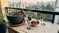 Lichieira em vaso: os ajustes de sol, substrato e um “inverno” mais seco que fazem diferença