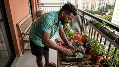 Morango colhido na hora: como plantar em vaso, garrafa PET ou PVC e colher na época certa