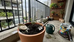 Como plantar roseiras no jardim e em vaso — e a verdade sobre a estaca na batata