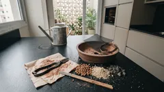 Bonsai não nasce pronto: entenda a técnica, os estilos mais comuns e como envasar sem sofrer